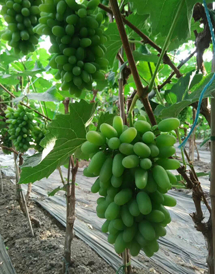 文章附圖